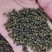 吴茱萸无添加净货批发各种中药材