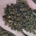 吴茱萸无添加净货批发各种中药材