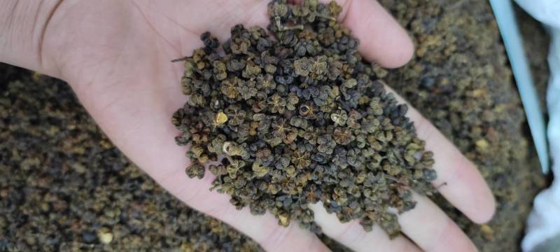 吴茱萸无添加净货批发各种中药材