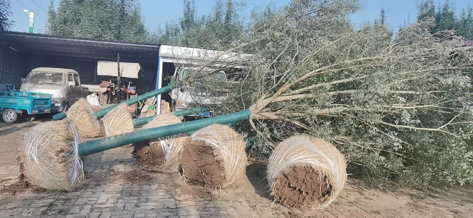 国槐树苗选购现场图