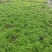 四川成都温江情人草规格齐全视频看货质量保证