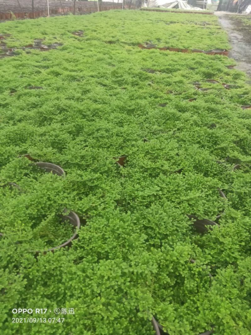 四川成都温江情人草规格齐全视频看货质量保证
