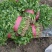 【香菜】精品香菜各种规格量大货优大量上市价格低欢迎来电