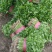 【香菜】精品香菜各种规格量大货优大量上市价格低欢迎来电