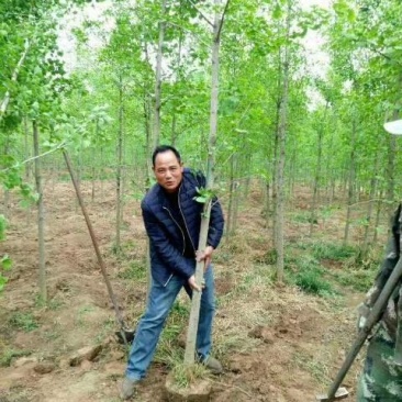 3到7公分银杏树苗苗圃现挖新苗苗圃现挖，可土球