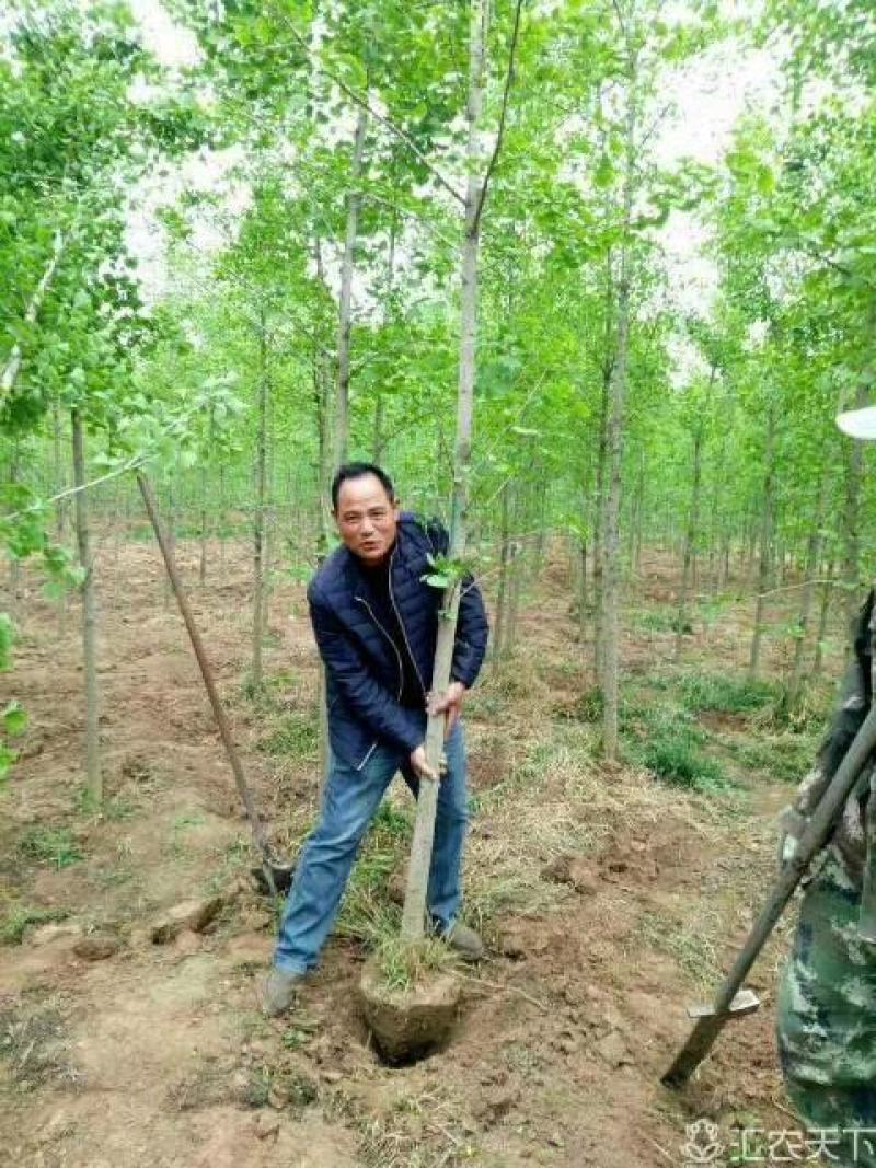 3到7公分银杏树苗苗圃现挖新苗苗圃现挖，可土球