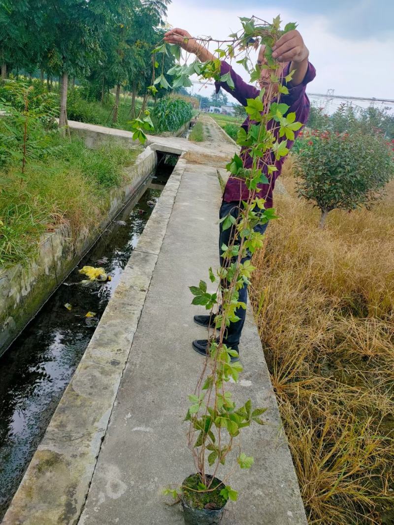 四川成都温江苗圃基地爬山虎，基地货质量保证