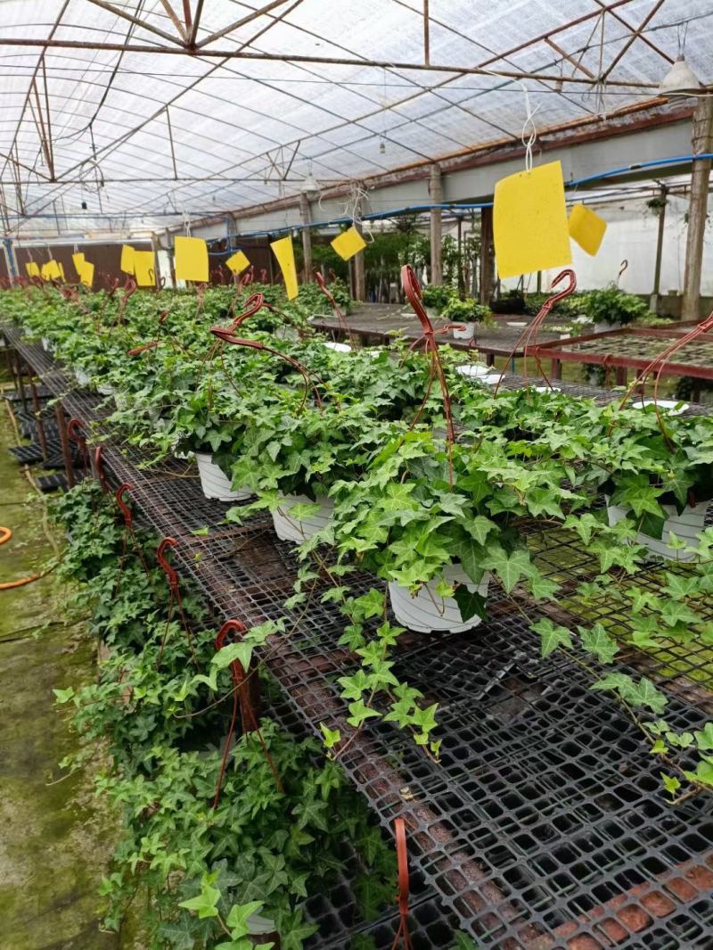 四川成都温江基地直销常春藤，规格齐全，基地货欢迎选购