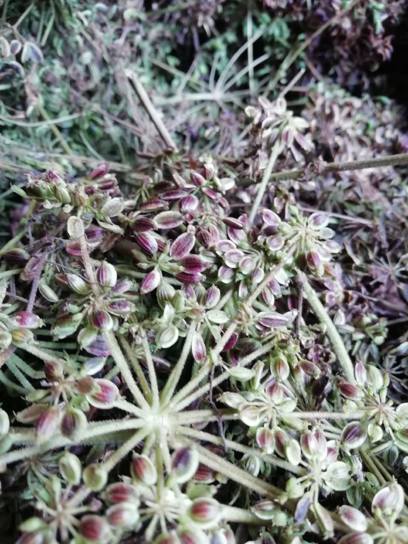 重庆城口肉独活种籽新货供应品种纯正发芽率高，