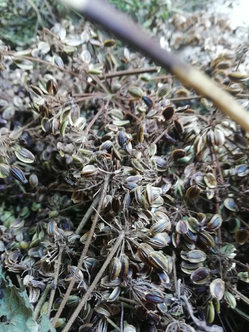 重庆城口肉独活种籽新货供应品种纯正发芽率高，