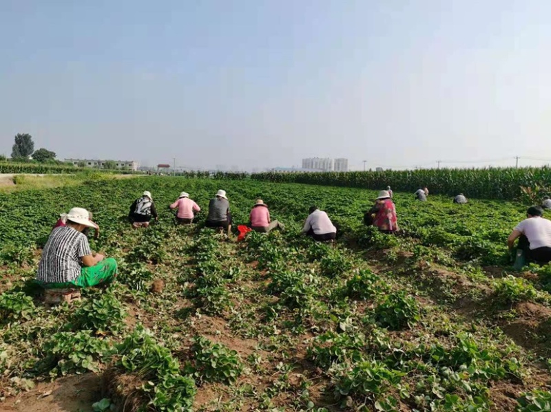 甜宝草莓苗脱毒根系发达包成活包技术