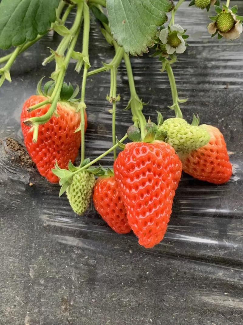 甜宝草莓苗脱毒根系发达包成活包技术