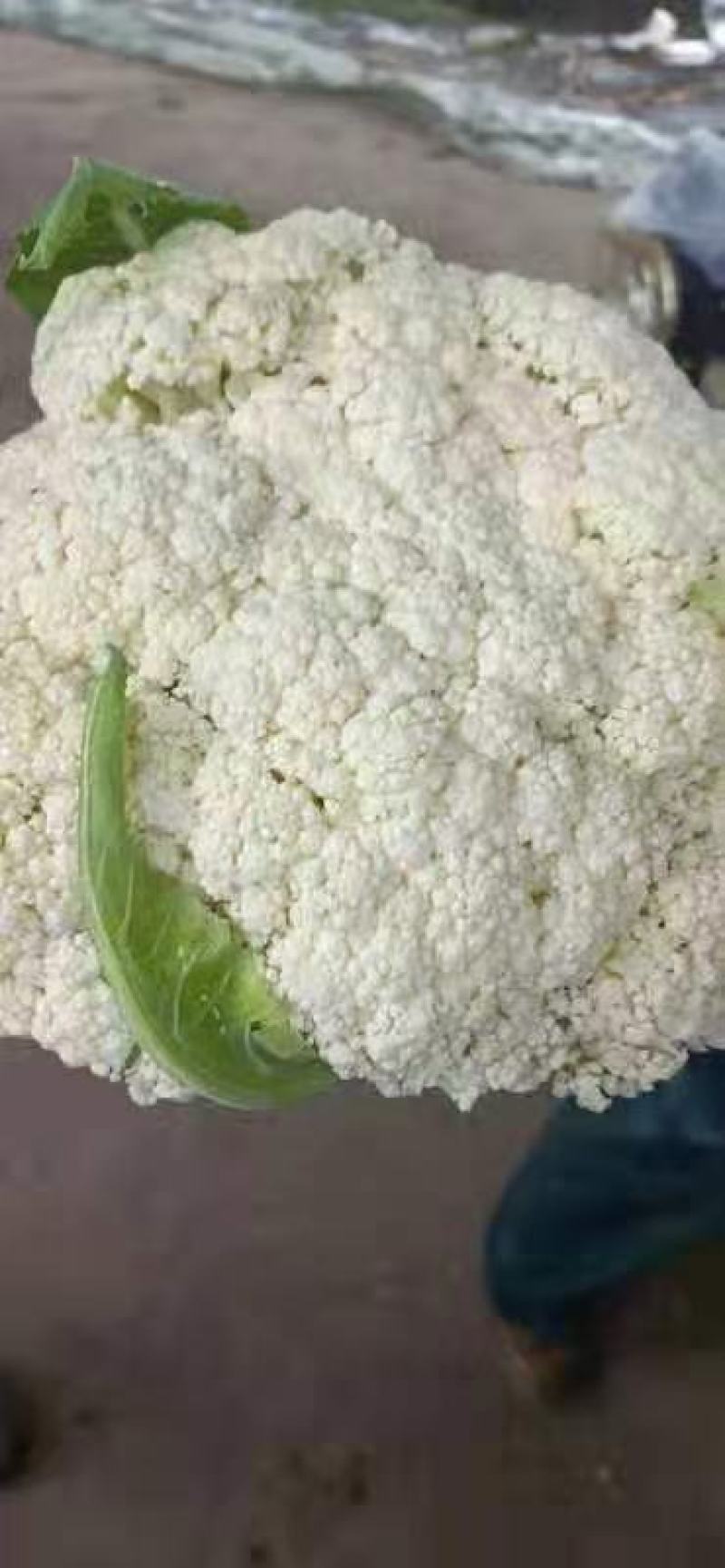 有机菜花
