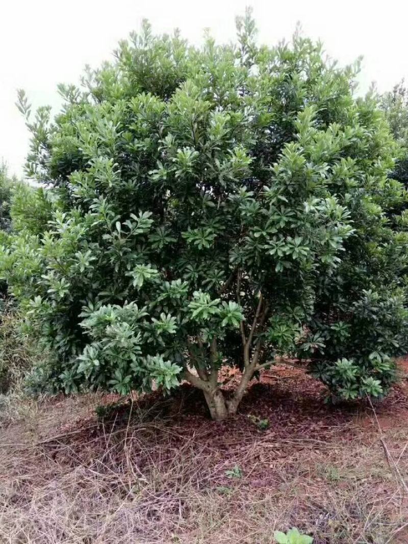 基地供应各种规格杨梅树，园林绿化工程庭院景观美化