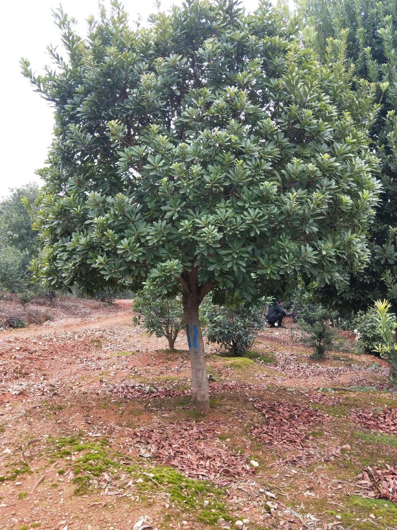 基地供应各种规格杨梅树，园林绿化工程庭院景观美化