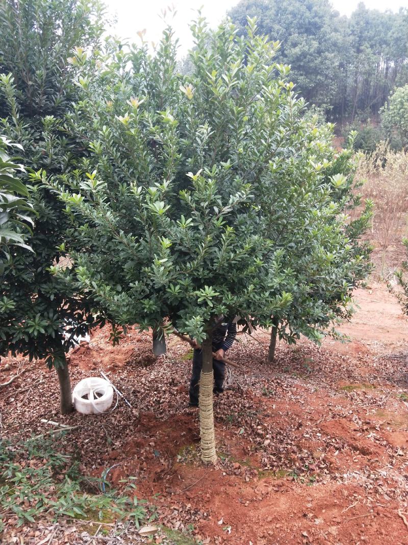 基地供应各种规格杨梅树，园林绿化工程庭院景观美化