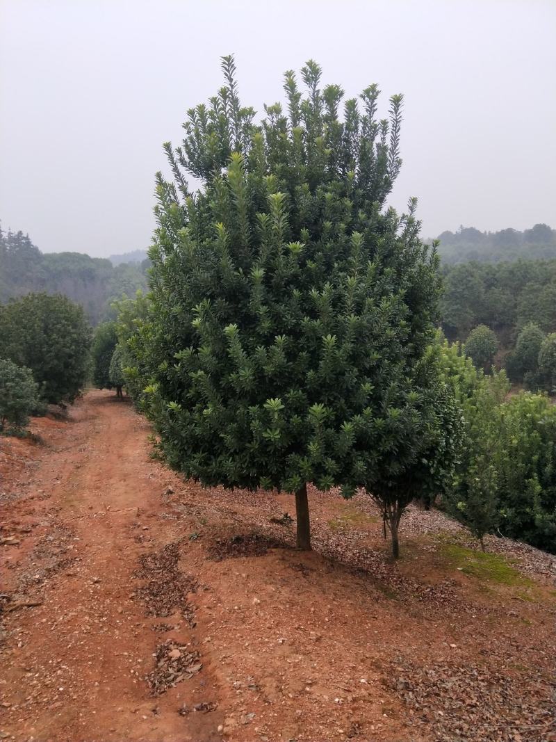 基地供应各种规格杨梅树，园林绿化工程庭院景观美化