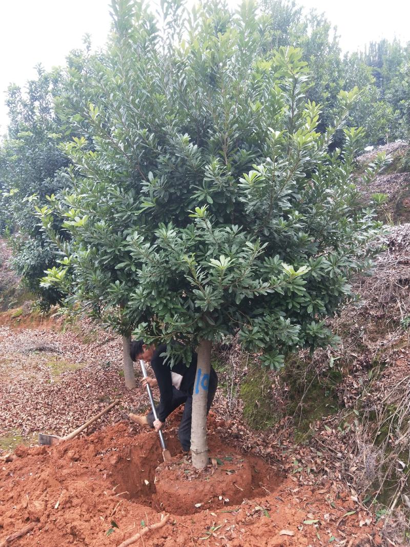 基地供应各种规格杨梅树，园林绿化工程庭院景观美化