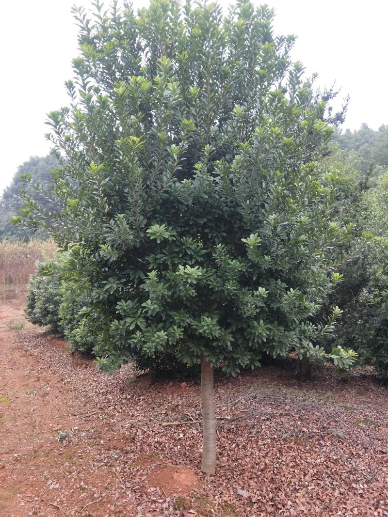 基地供应各种规格杨梅树，园林绿化工程庭院景观美化