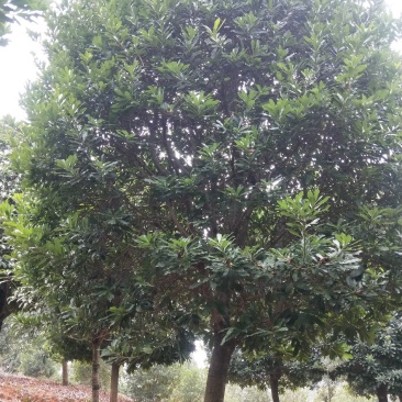 基地供应各种规格杨梅树，园林绿化工程庭院景观美化