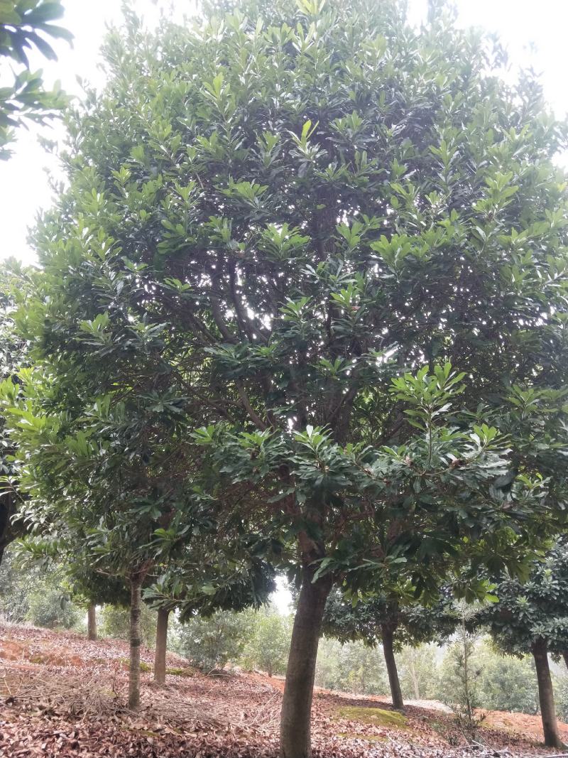 基地供应各种规格杨梅树，园林绿化工程庭院景观美化