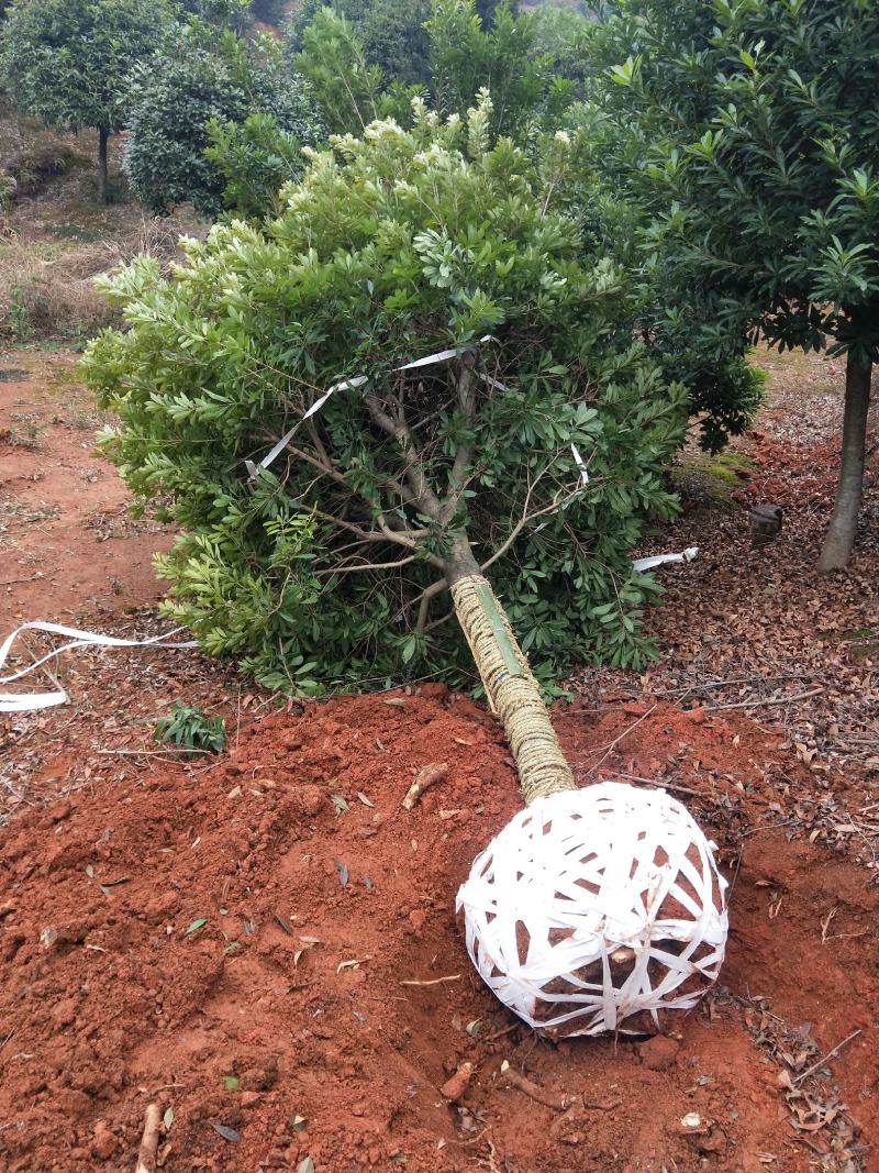 基地供应各种规格杨梅树，园林绿化工程庭院景观美化