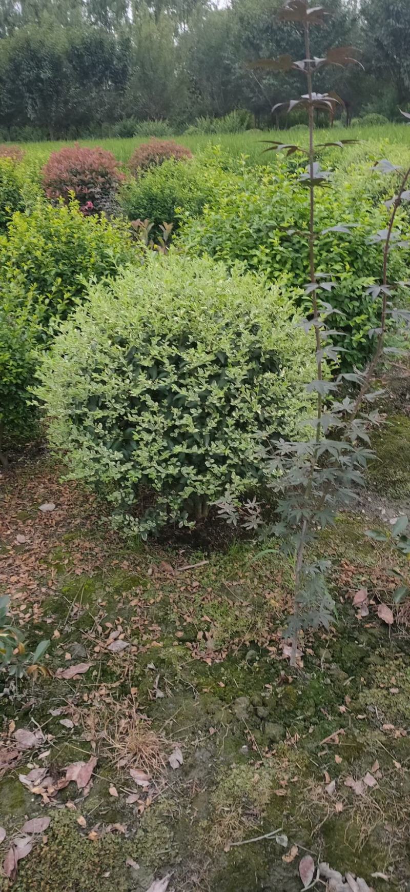 银姬小蜡，毛笼子.银自小蜡球自家基地直销量大从优欢迎选购