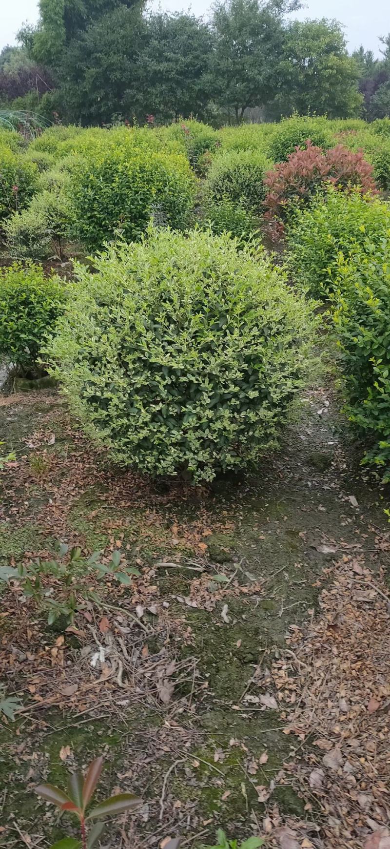 银姬小蜡，毛笼子.银自小蜡球自家基地直销量大从优欢迎选购