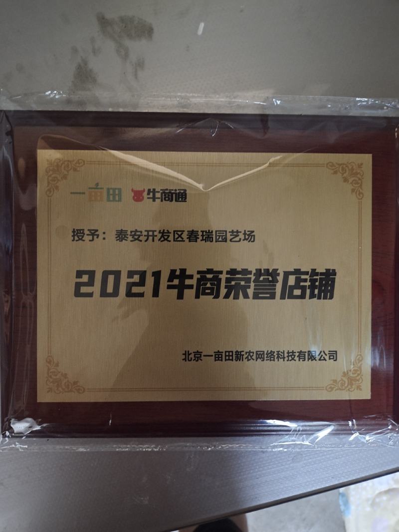 正宗大刺皂角苗现挖现发基地直供包邮货源充足