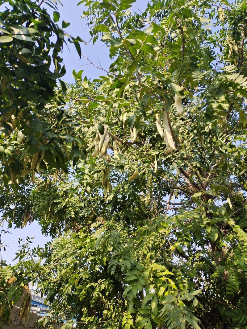 皂角苗当年产刺见效三年结果产地现挖现发包邮