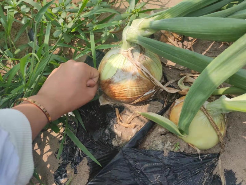 今年八月份洋葱，品质杠杠好，而且已经在库里存放！
