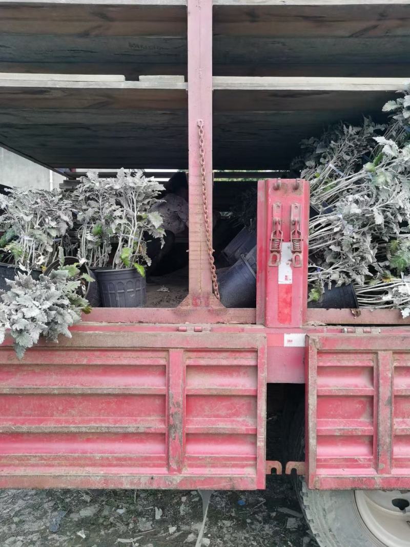 四川成都温江苗圃银叶菊，质量保证，基地货欢迎选购