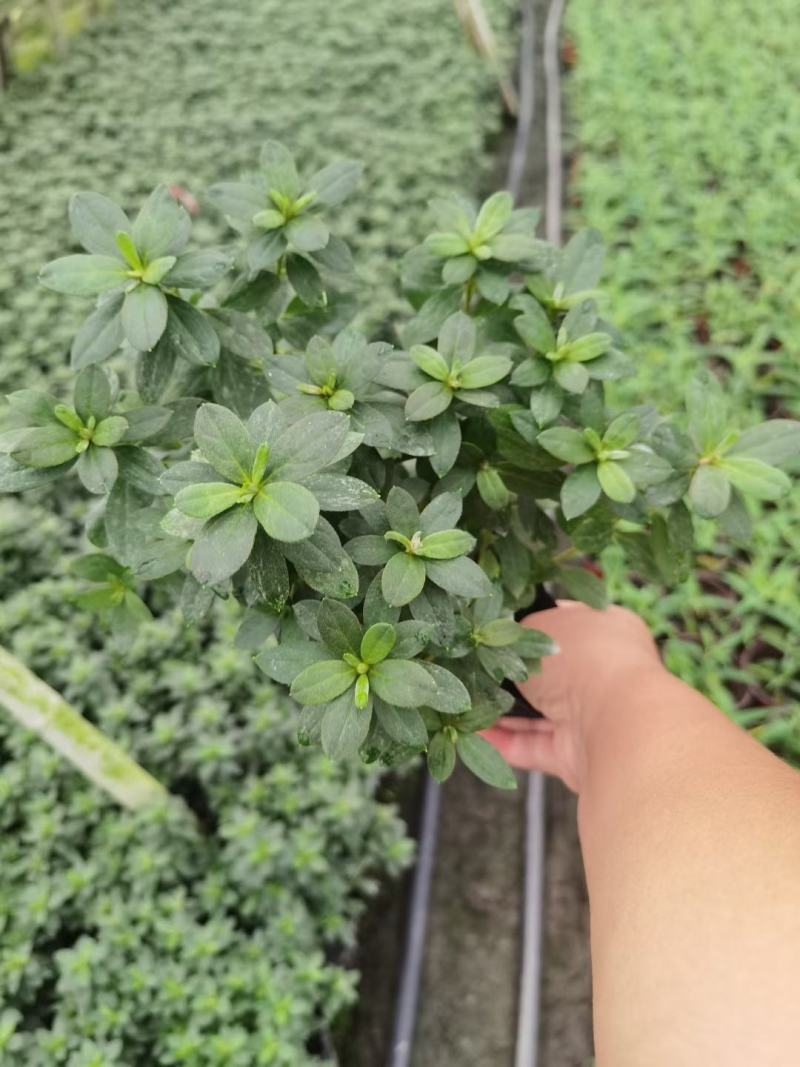 西洋鹃自家基地直销规格齐全量大从优欢迎选购