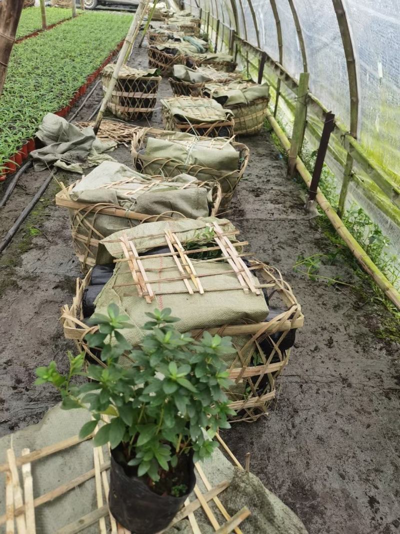 西洋鹃自家基地直销规格齐全量大从优欢迎选购