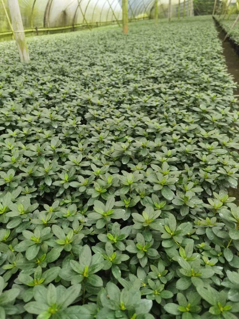 西洋鹃自家基地直销规格齐全量大从优欢迎选购