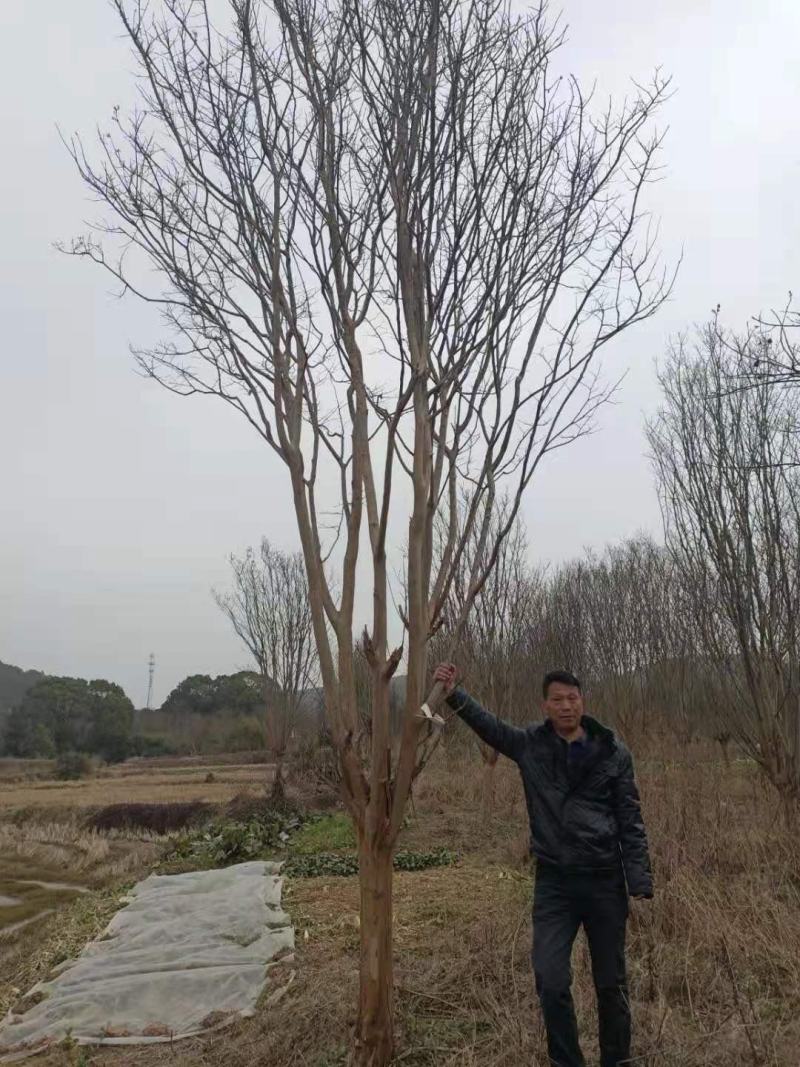 供应各种规格紫薇树，园林绿化工程庭院景观美化