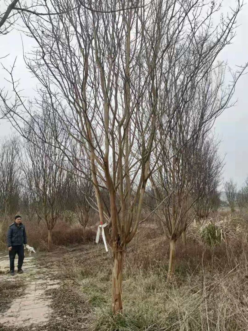 供应各种规格紫薇树，园林绿化工程庭院景观美化