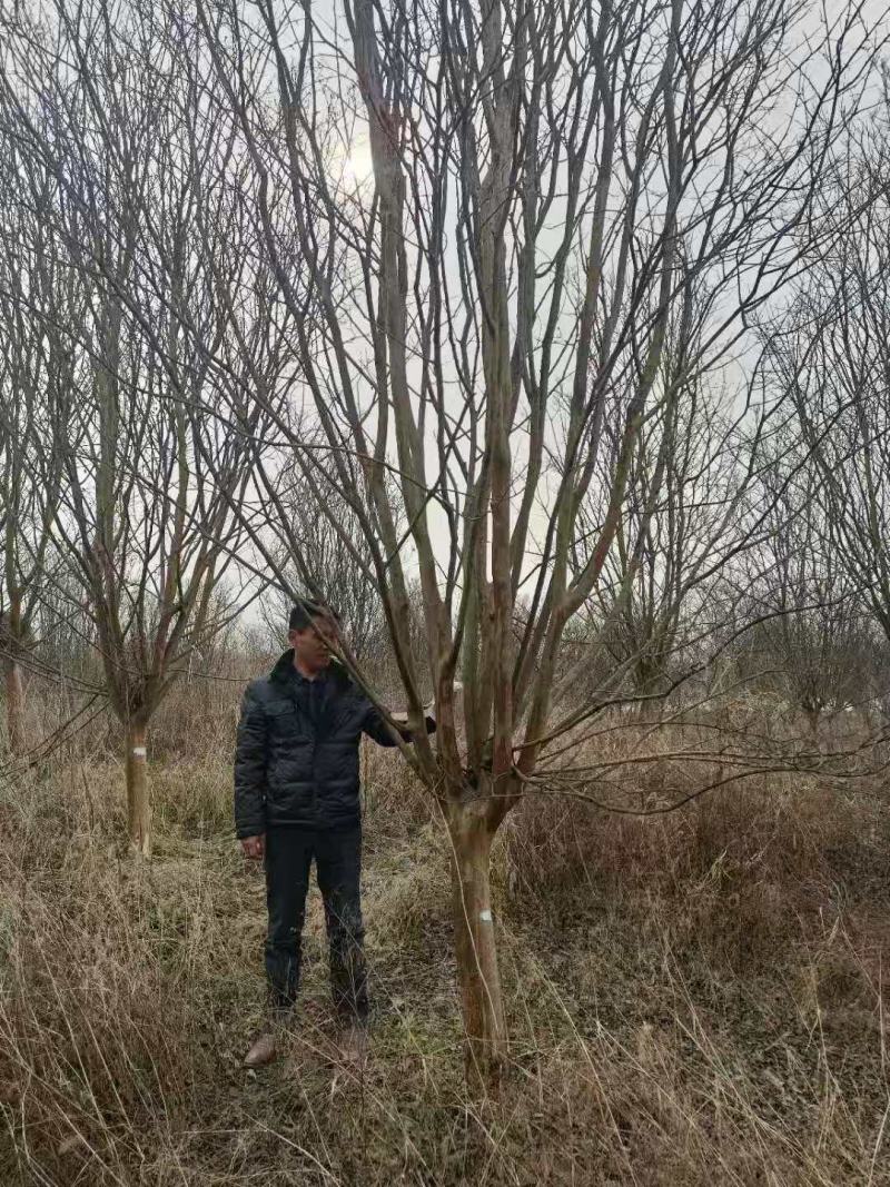 供应各种规格紫薇树，园林绿化工程庭院景观美化