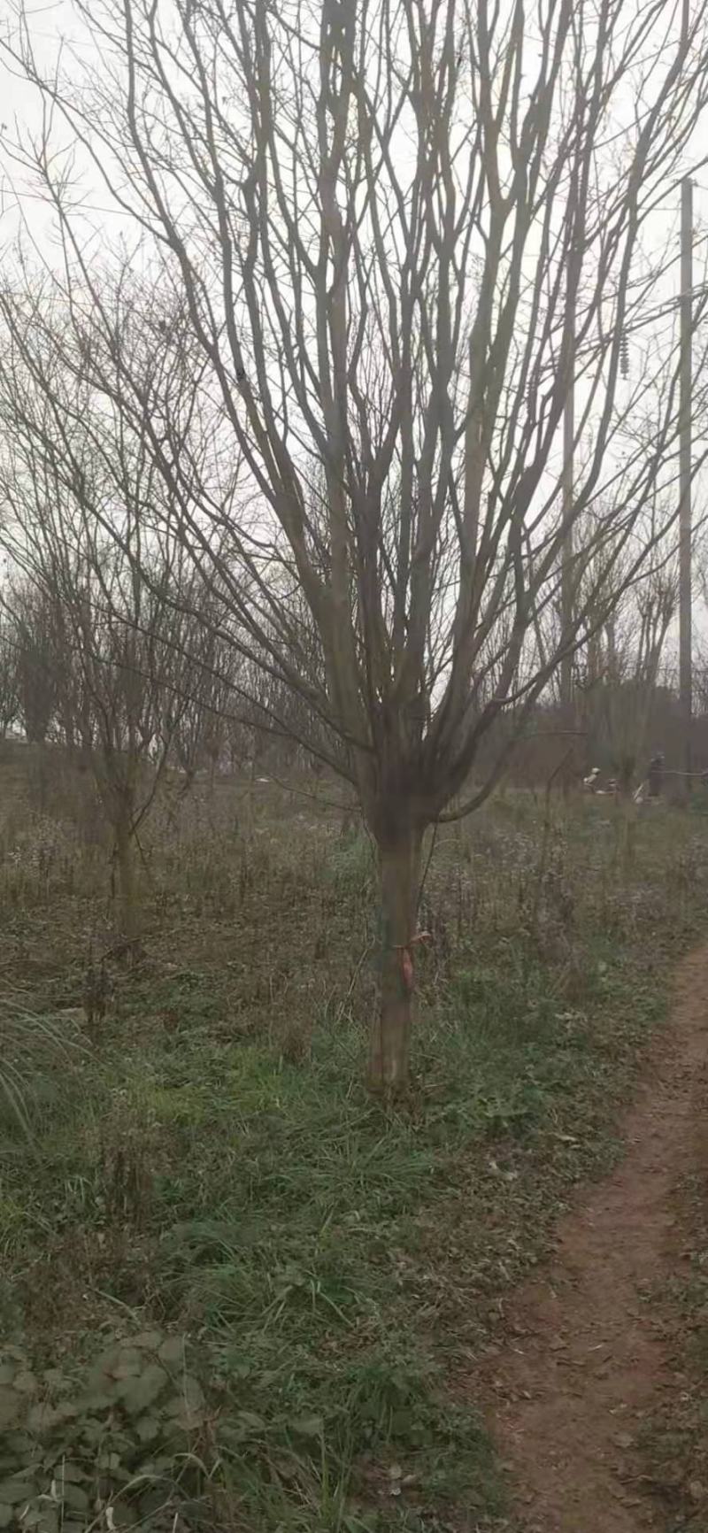 供应各种规格紫薇树，园林绿化工程庭院景观美化