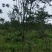 供应各种规格紫薇树，园林绿化工程庭院景观美化
