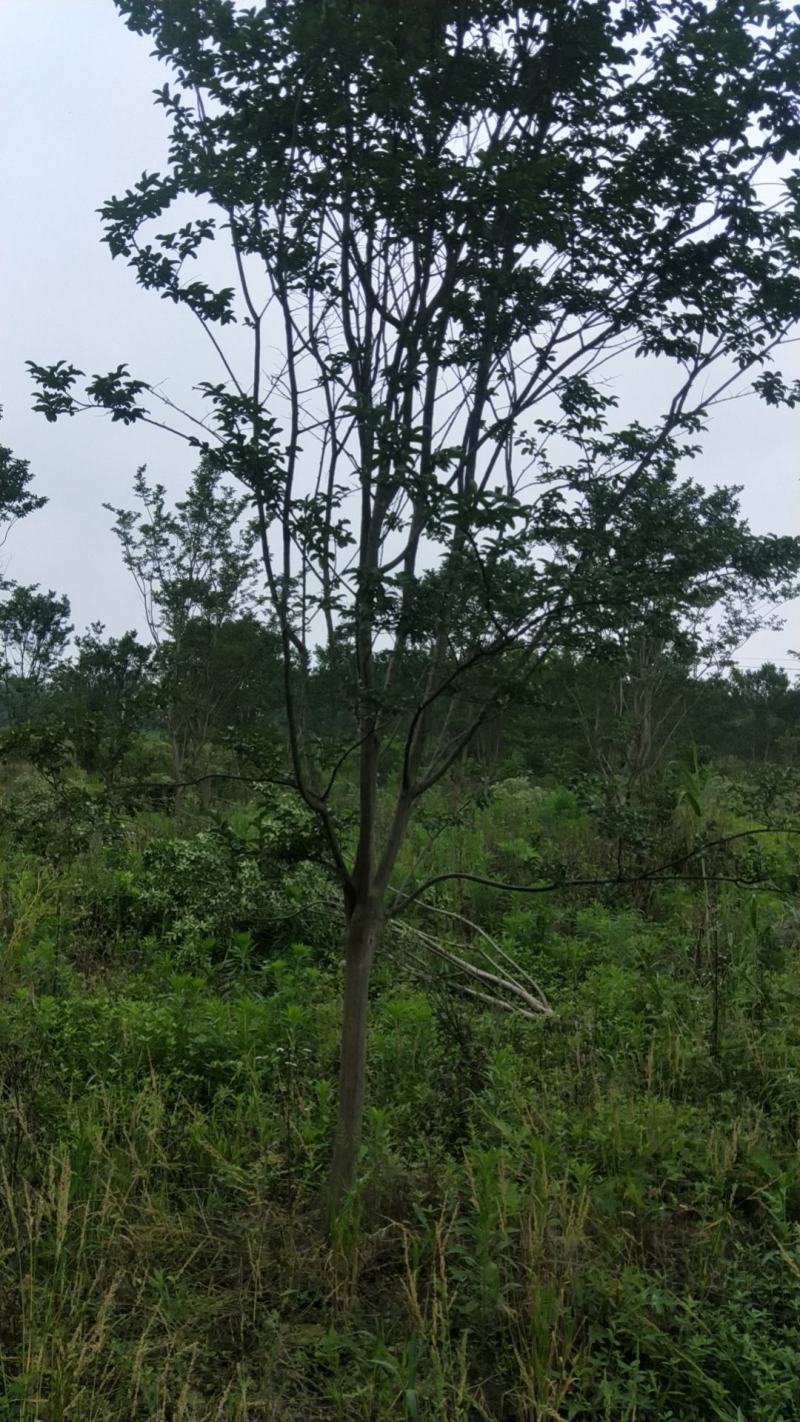 供应各种规格紫薇树，园林绿化工程庭院景观美化
