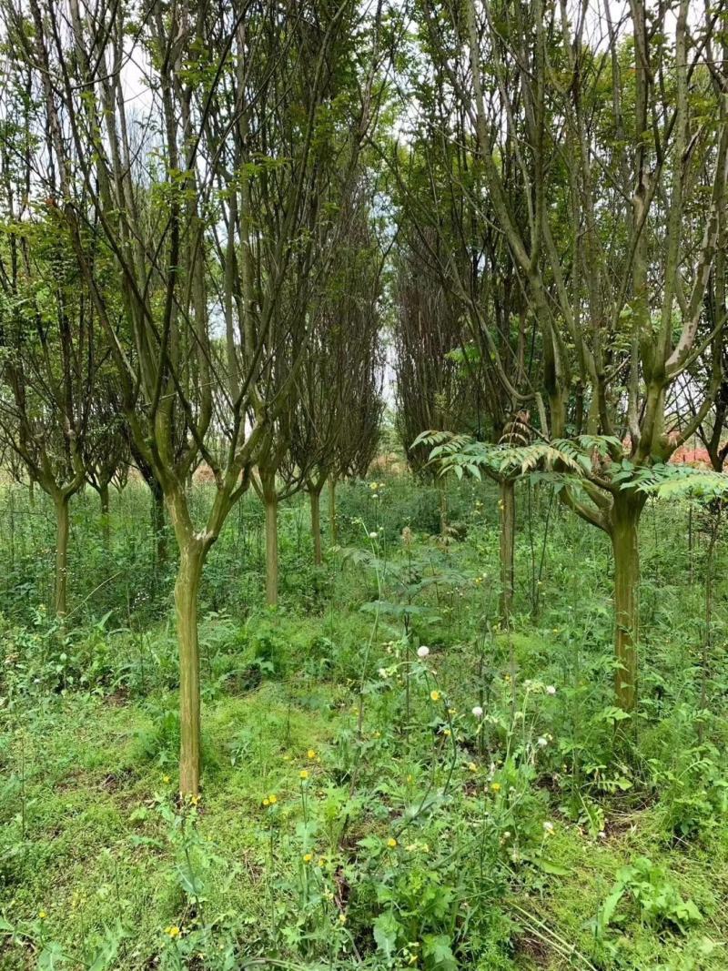 供应各种规格紫薇树，园林绿化工程庭院景观美化