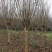 供应各种规格紫薇树，园林绿化工程庭院景观美化