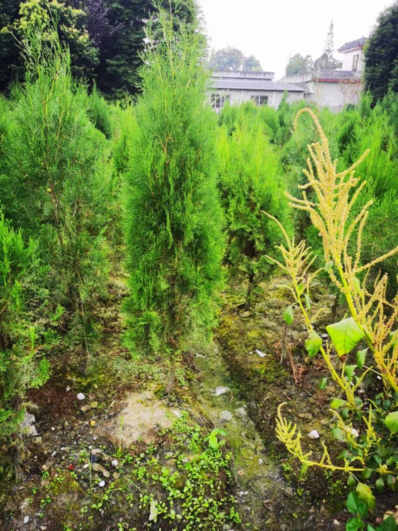 侧柏自家基地直销各规格齐全量大从优欢迎选购