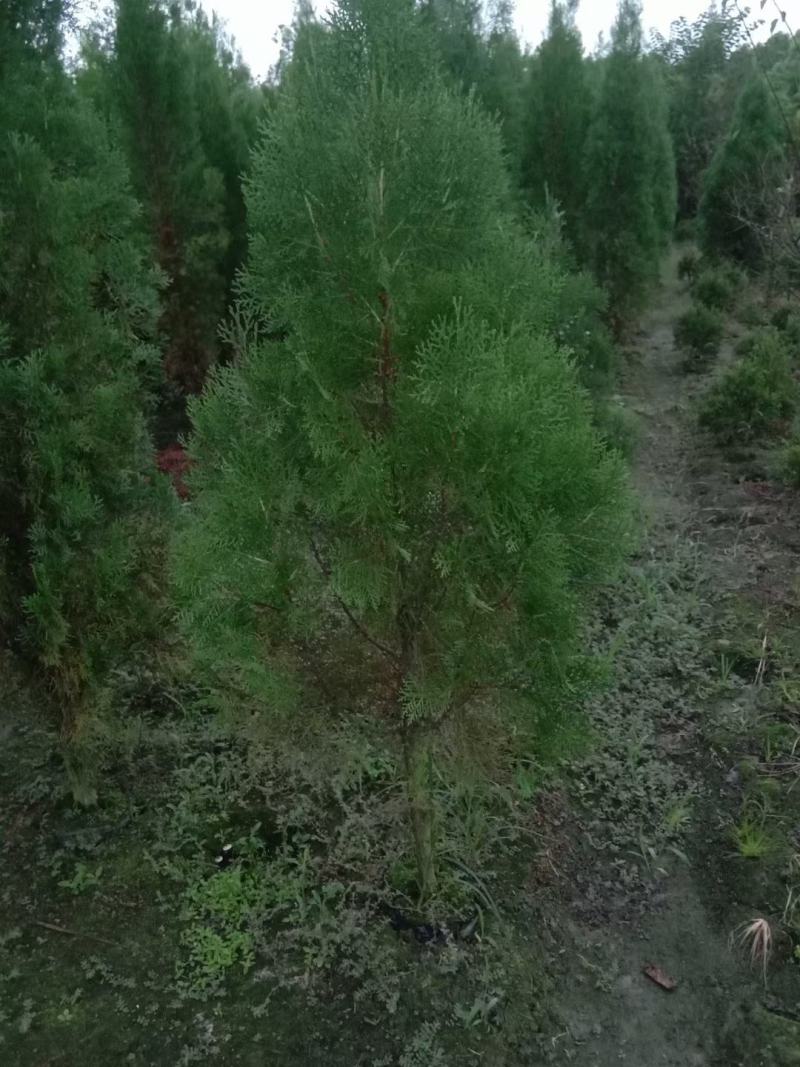 侧柏自家基地直销各规格齐全量大从优欢迎选购