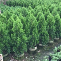 侧柏自家基地直销各规格齐全量大从优欢迎选购