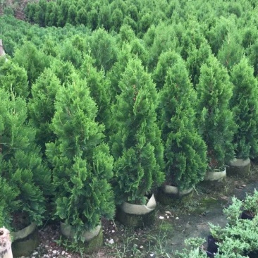 侧柏自家基地直销各规格齐全量大从优欢迎选购