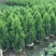 侧柏自家基地直销各规格齐全量大从优欢迎选购