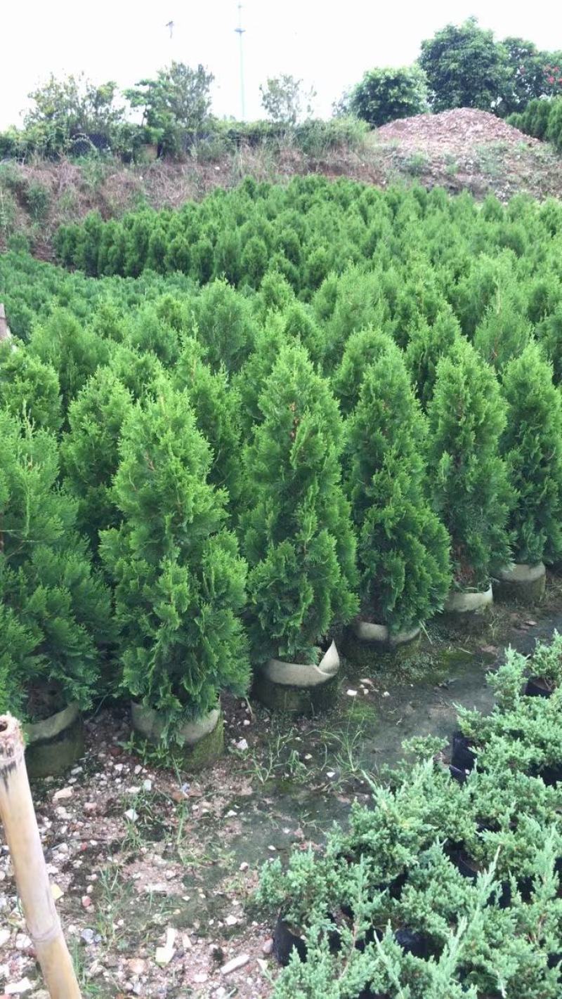 侧柏自家基地直销各规格齐全量大从优欢迎选购