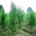 侧柏自家基地直销各规格齐全量大从优欢迎选购